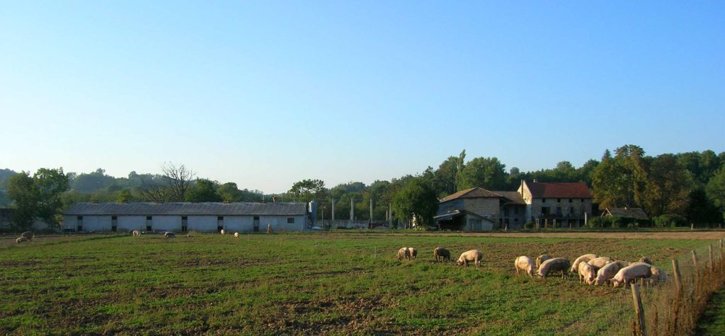 Élevage de porc en plein air