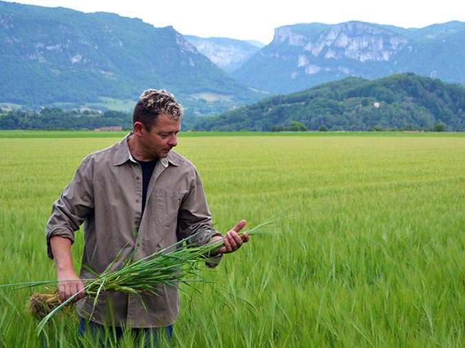 Production de céréales à la ferme